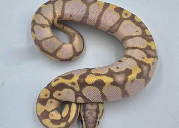 Pyton Królewski samica Pastel Banana Woma