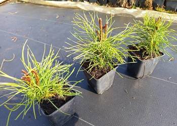 Kosodrzewina Rotundata 7,50 zł Wrocław