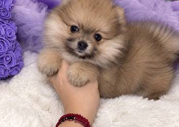 Sunia szpic miniaturowy pomeranian Orange Merle Badania DNA !
