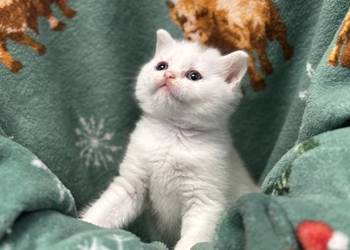 Kot Brytyjski (British Shorthair)