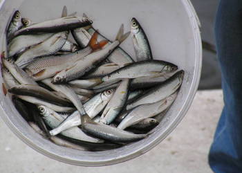 sklep wędkarski "MOCZYKIJ Giżycko" +licencje+