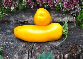 Pomidor aurija najbardziej plenny pomidor dla królika