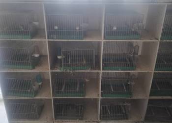 Regał na ptaki z klatkami