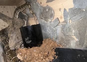 Boa Cesarski (Boa imperator) Terrarium