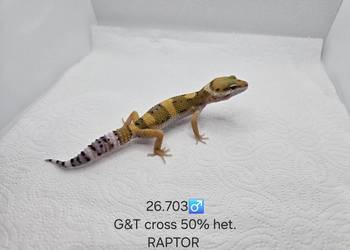 Gekony lamparcie
