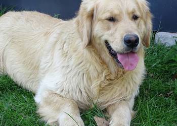 Golden retriever 11 miesięczny