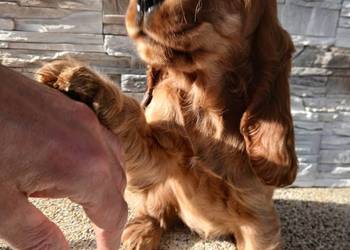 Cocker Spaniel Angielski sunia