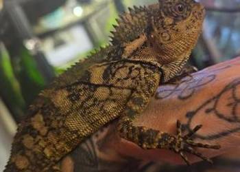 Agama chameleon nie brodata ostroglowa