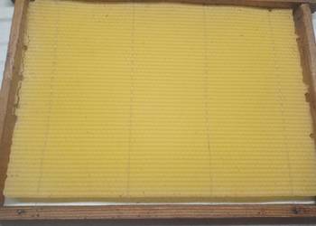 Susz na ramce wielkopolskiej