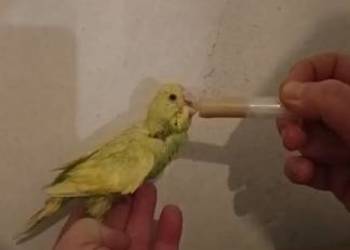 Falista pupil domowy