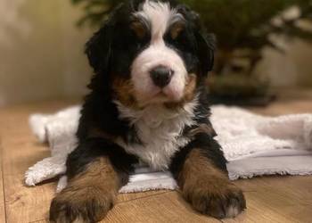 Berneński pies pasterski