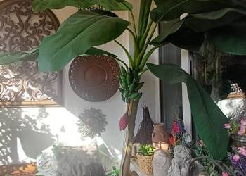 Sztuczne drzewko bananowiec 250 cm w donicy
