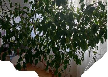 Kwiat doniczkowy duży