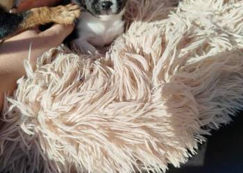Pieski chihuahua