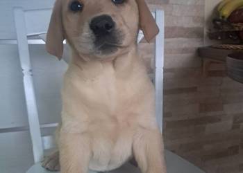 Szczeniaki rasy labrador retriever