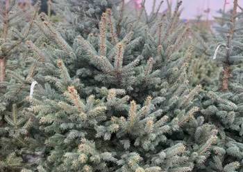 Świerk srebrny 160/180 cm w doniczce od Producenta