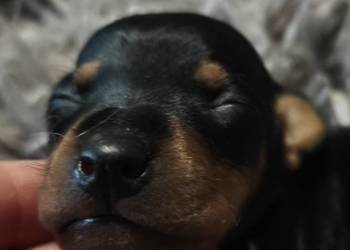 Pinczer miniaturowy szczenięta Zkwp