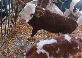 Sprzedam oraz kupie cielaki Sprzedam oraz kupie cielaki