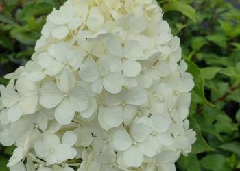 Hortensja Bukietowa Limelight (Hydrangea Peniculata)