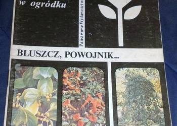 Pnącza ozdobne w ogródku. Bluszcz, powojnik - M. Czekalski