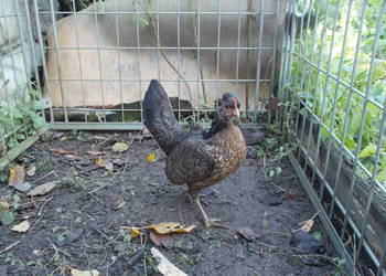 Kurki liliputki - 5 kurek w różnych barwach