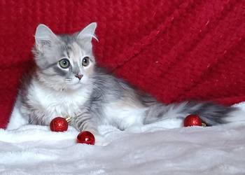 Koty Syberyjskie - MAGIA ZKolakowegoDomu*PL