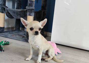 Chihuahua mini adopcja pies xxx  szczeniak prawdziwy rodowód ZKwP FCI