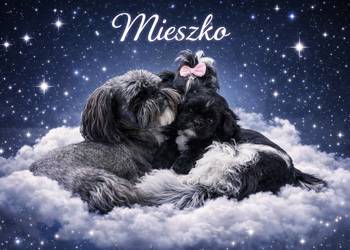 Szczenięta shih tzu z genem blue