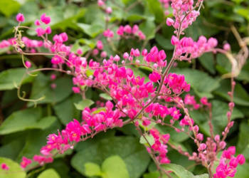 ANTIGONON CIENKOOGONKOWY Antigonon leptopus -  NASIONA 100g
