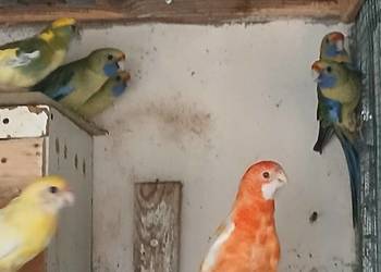 Sprzedam  rozelle różne