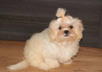 SHIH TZU UNIKATOWE BIAŁE Z KOMPLETEM SZCZEPIEŃ