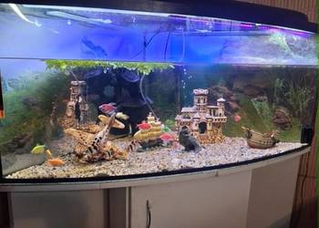 sprzedam akwarium panoramiczne  narożne  200 l