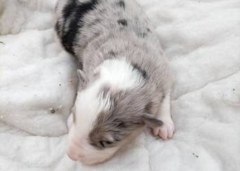 Border collie szczeniaki