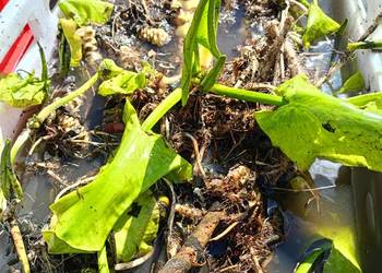 Grążel żółty sadzonka rośliny do oczka wodnego