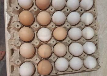 Jajka od mlodych kurek