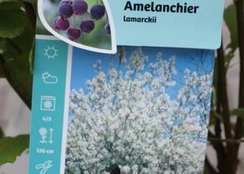 Świdośliwa lamarcka wielopienna mega sadzonka Amelanchier lamarcka