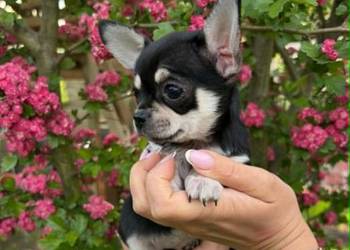 CHIHUAHUA ŚLICZNA SUNIA TRICOLOR