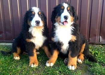 Berneński Pies Pasterski