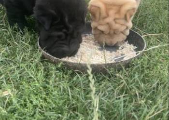 Shar Pei z rodowodem