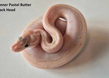 Python królewski Spinner pastel butter poss black head