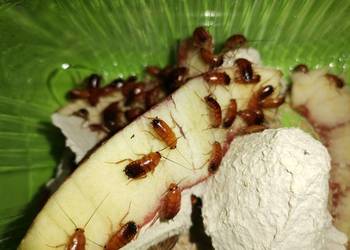 Karaczany Tureckie karmówka wszystkie rozmiary