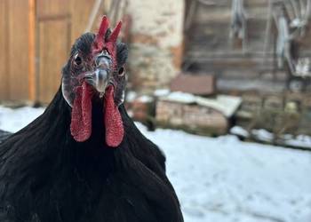 Oferuję jajka wylęgowe od kur rasy La Fleche.