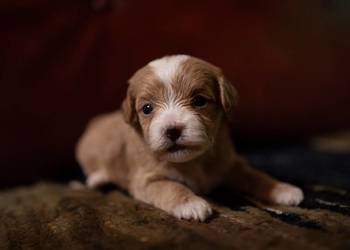 Maltipoo szczeniaki F1