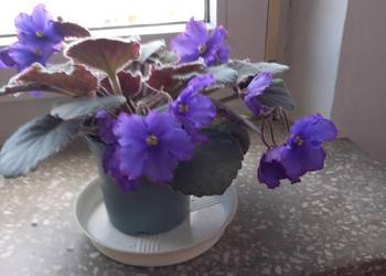 Okazały fiołek kolekcjonerski młody