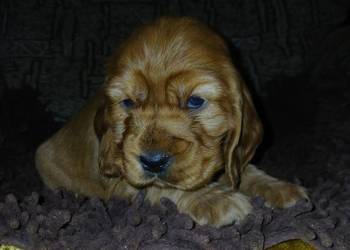 Śliczne Szczenięta Cocker Spaniel Angielski