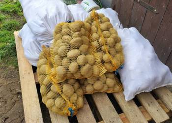 Ziemniaki Queen Anna, Vineta