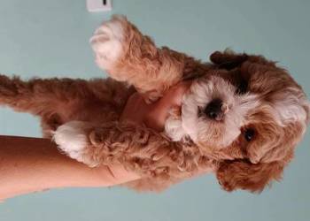 Piesek Maltipoo