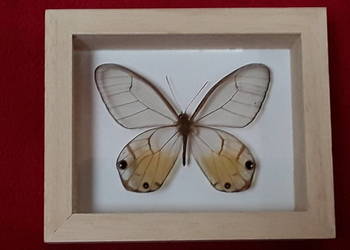 Motyl w ramce 12x10 cm . Haetera piera ssp . 70 mm