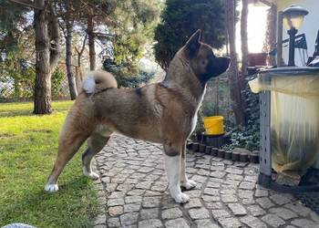 akita amerykanski 3,5 roku szuka partnerki