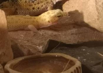 Sprzedam dwa gekony lamparcie